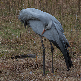 Blue Crane Preens