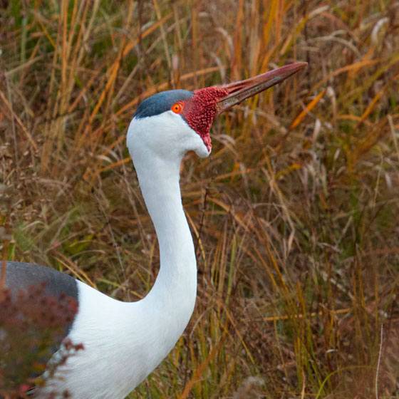 Wattled Crane