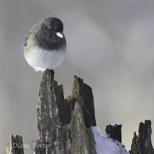 Dark-eyed Junco