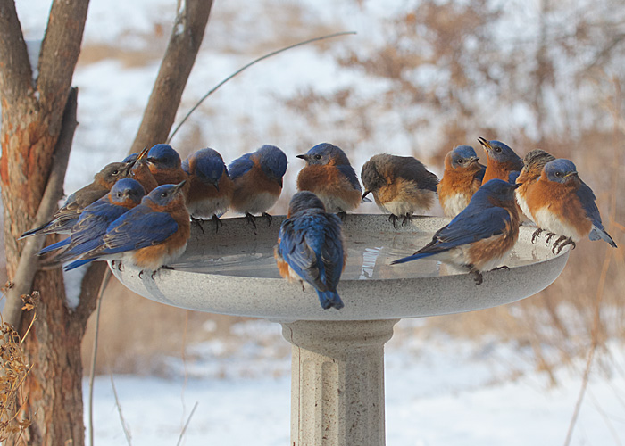 15 Bluebirds