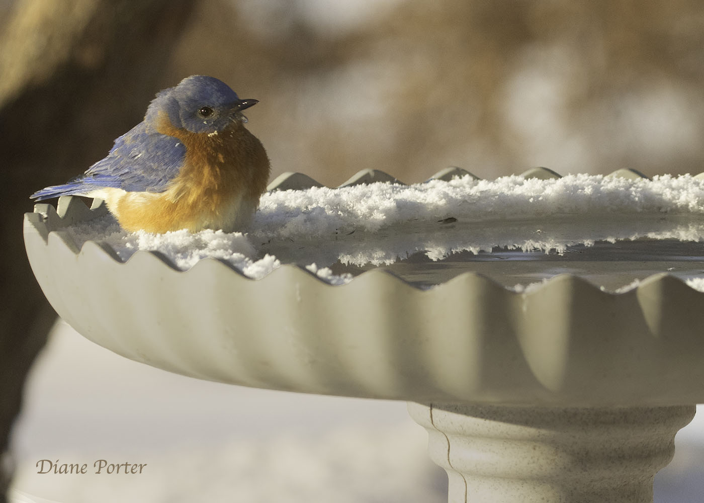 Scallops Year-around Birdbath with Pedestal