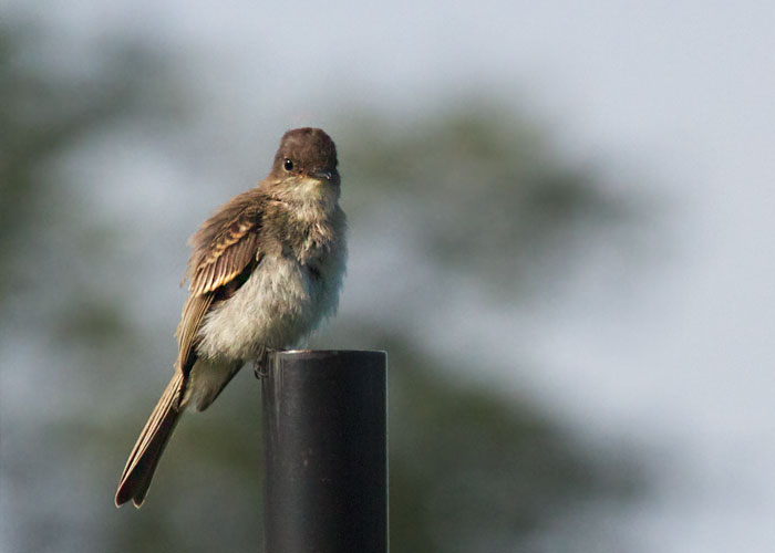 Eastern Phoebe, Juvenile