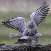 Eurasian Collared-Doves