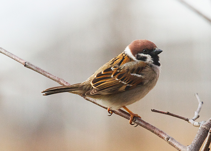 Eurasian Tree Sparrow