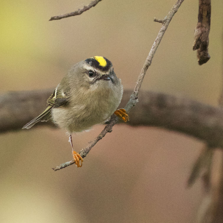Golden-crowned Kinglet