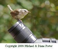 House Wren Evaluates Leica