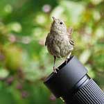 Wren Likes Leica