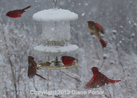 Cardinals and All Weather Feeder