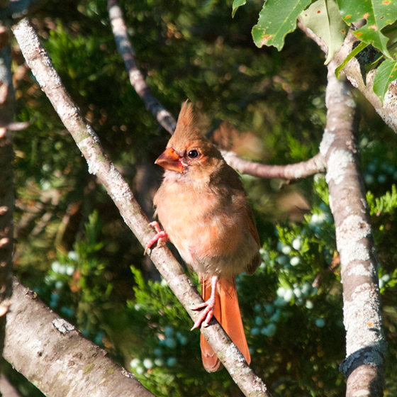 Juvenile Male Northern Cardinal