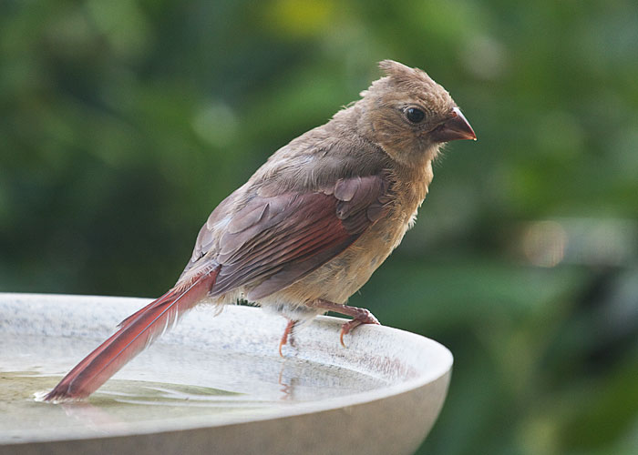 Northern Cardinal Juvenile