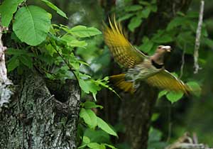 Northern Flicker