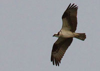 Osprey