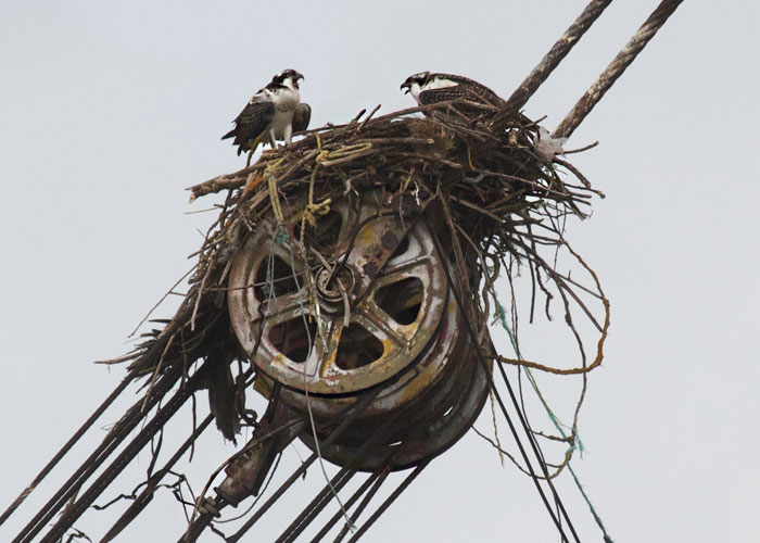 Osprey nest