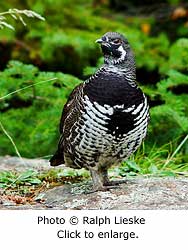 Spruce Grouse