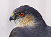 Sharp-shinned Hawk