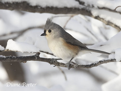 Tufted Titmouse