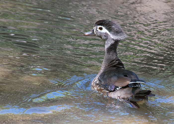 Female Wood Duck