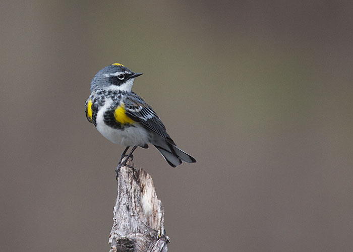 Yellow-rumped Warbler