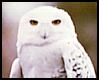 Snowy Owl