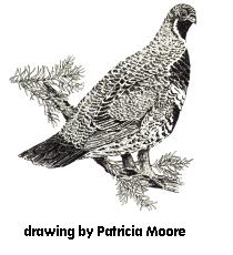 Spruce Grouse