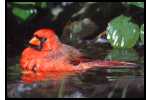 Birdbath with soaking Cardinal
